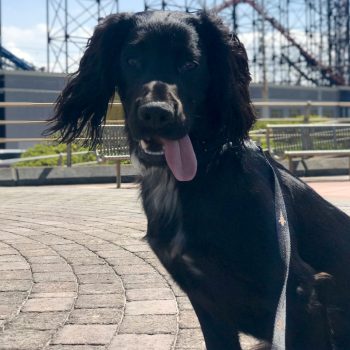 ICON Dog Lead & Collar (Medium)